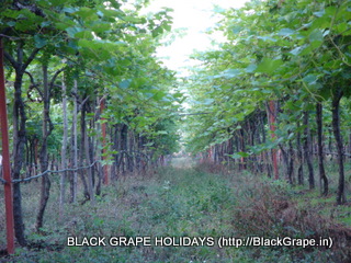 Walk Through the Vineyards