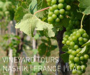 Nashik Vineyard Weekend Tours Nashik Vineyards