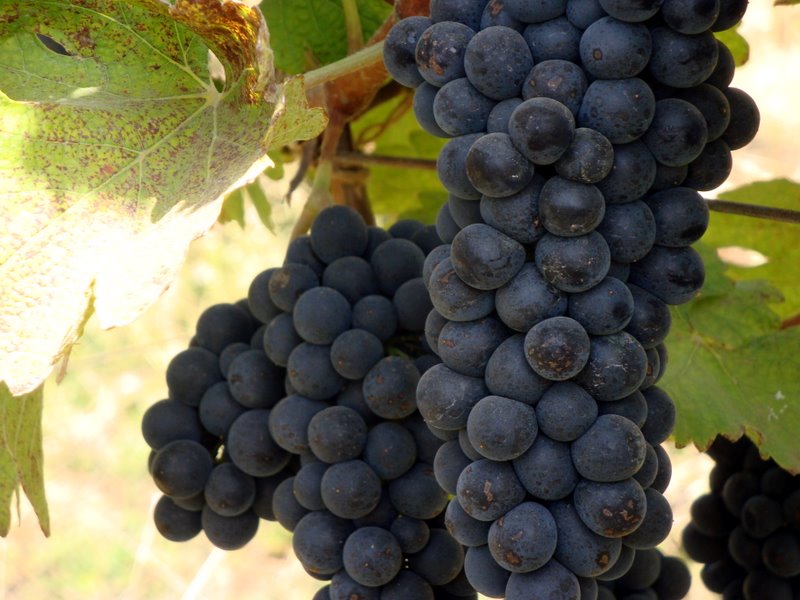 Nashik Vineyards