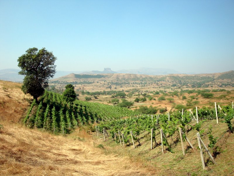 Zampa Vineyard