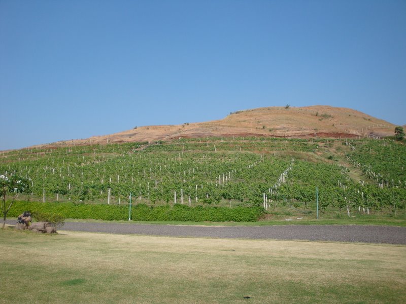DSC02520